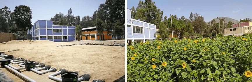 Lima, PeruWater treated by System O)) contains the ideal dose of nutrients to supply a garden or green space. Sunflower crop are irrigated with water treated by System O)).