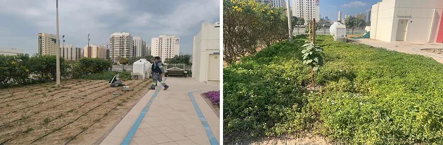 Dubai, United Arab EmiratesGreen space in public park by a drip system fed by System O)).